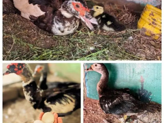 Muscovy ducks For Sale