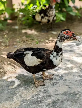 muscovy-ducks-for-sale-big-2