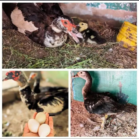 muscovy-ducks-for-sale-big-0