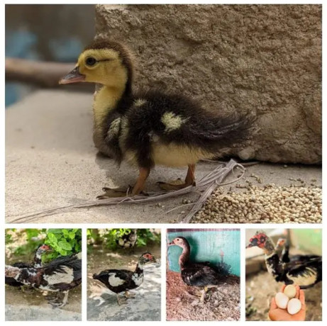 muscovy-ducks-for-sale-big-1