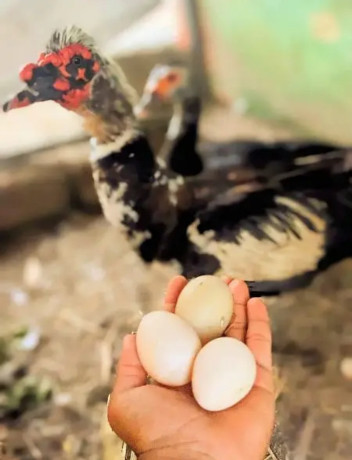 muscovy-ducks-for-sale-big-4