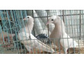 gray-mukhia-pigeon-pair-for-sale-small-0