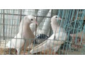 gray-mukhia-pigeon-pair-for-sale-small-1