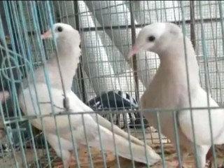 Gray Mukhia Pigeon Pair For Sale