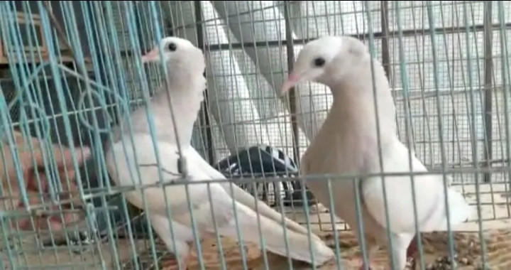 gray-mukhia-pigeon-pair-for-sale-big-0