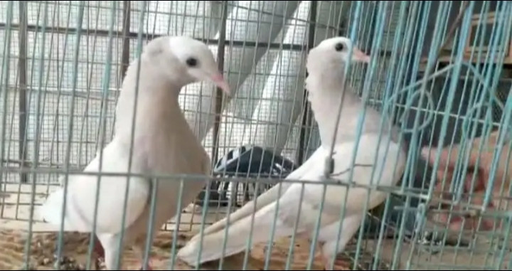 gray-mukhia-pigeon-pair-for-sale-big-1