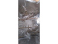 white-jawa-pair-breeder-finches-for-sale-pair-small-0