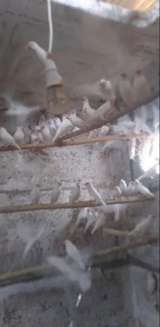 white-jawa-pair-breeder-finches-for-sale-pair-big-0