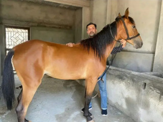 Desi horse female for sale