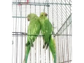 green-ringneck-parrot-for-sale-small-0