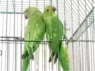 Green Ringneck Parrot For Sale