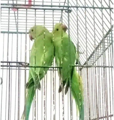 green-ringneck-parrot-for-sale-big-0