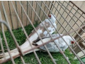 blue-pied-breeder-female-and-6-portion-cage-for-sale-small-3