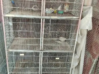 Blue pied breeder female and 6 portion cage for sale