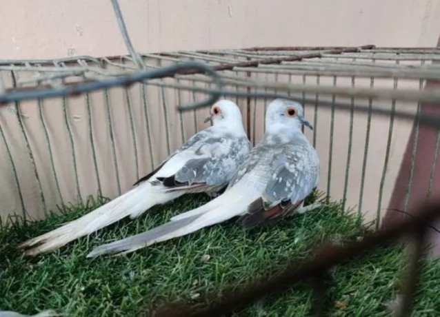 blue-pied-breeder-female-and-6-portion-cage-for-sale-big-2