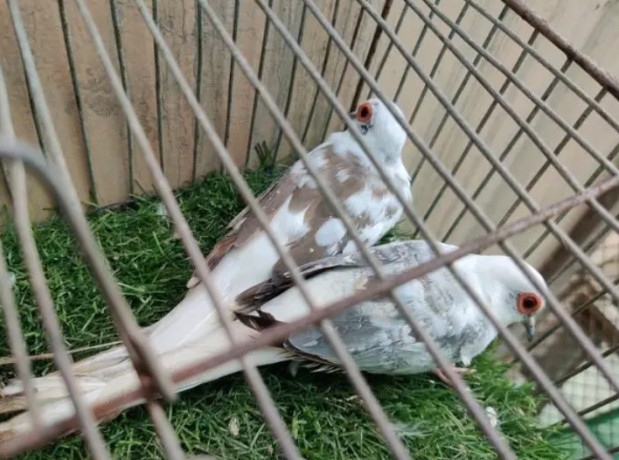 blue-pied-breeder-female-and-6-portion-cage-for-sale-big-3