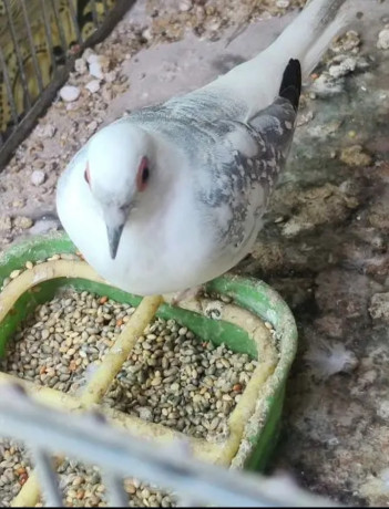 blue-pied-breeder-female-and-6-portion-cage-for-sale-big-4