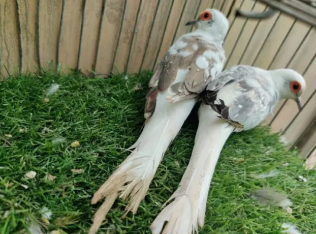 blue-pied-breeder-female-and-6-portion-cage-for-sale-big-1