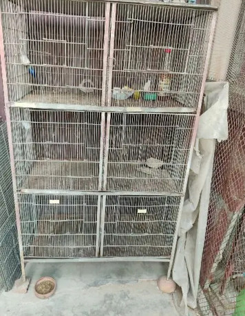 blue-pied-breeder-female-and-6-portion-cage-for-sale-big-0