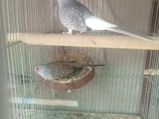 Dove Breeder Pairs  For Sale