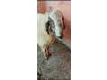 dumba-sheep-for-sale-small-0