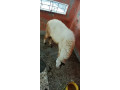 dumba-sheep-for-sale-small-1