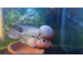 adult-breeder-flower-horn-fish-male-for-sale-small-1