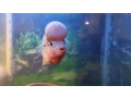 adult-breeder-flower-horn-fish-male-for-sale-small-2
