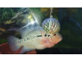 adult-breeder-flower-horn-fish-male-for-sale-small-0