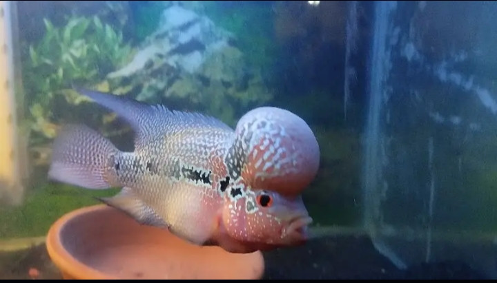 adult-breeder-flower-horn-fish-male-for-sale-big-1