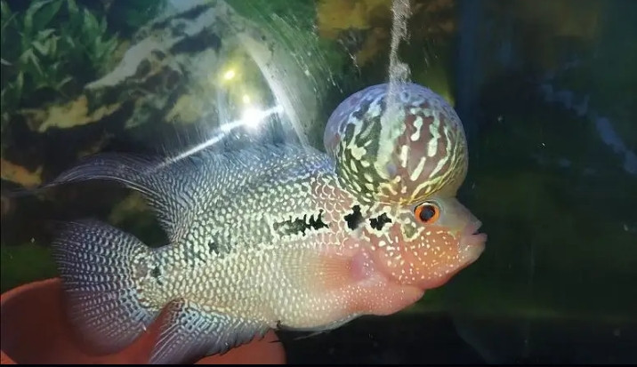adult-breeder-flower-horn-fish-male-for-sale-big-0