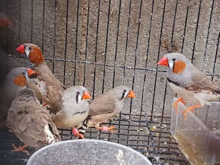 Zebra finch pair for sale