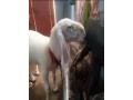 sheep-dhumba-2-dant-for-sale-small-0