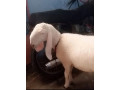 sheep-dhumba-2-dant-for-sale-small-1