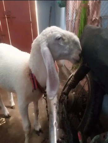 sheep-dhumba-2-dant-for-sale-big-0