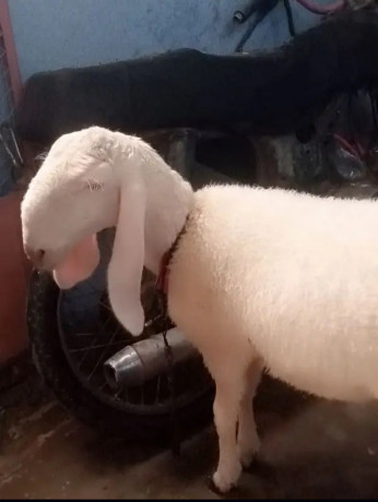 sheep-dhumba-2-dant-for-sale-big-1