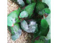 raw-parrot-check-for-sale-small-0