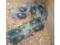 raw-parrot-check-for-sale-small-1