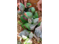 raw-parrot-check-for-sale-small-3