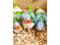 raw-parrot-check-for-sale-small-2