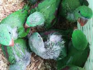 Raw Parrot Check For Sale