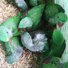 raw-parrot-check-for-sale-big-0