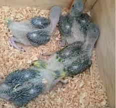 raw-parrot-check-for-sale-big-1