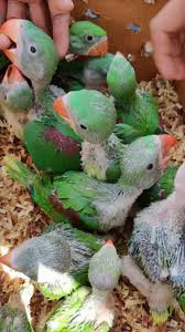 raw-parrot-check-for-sale-big-3