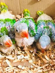 raw-parrot-check-for-sale-big-2