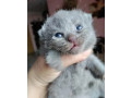 pure-breed-blue-british-cat-shorthair-for-sell-small-2