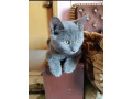 pure-breed-blue-british-cat-shorthair-for-sell-small-0