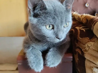 Pure Breed Blue British cat Shorthair for sell