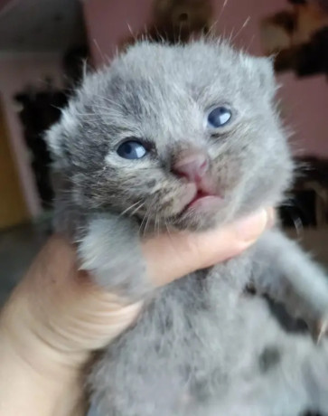 pure-breed-blue-british-cat-shorthair-for-sell-big-2