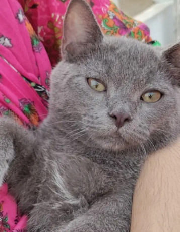 pure-breed-blue-british-cat-shorthair-for-sell-big-1